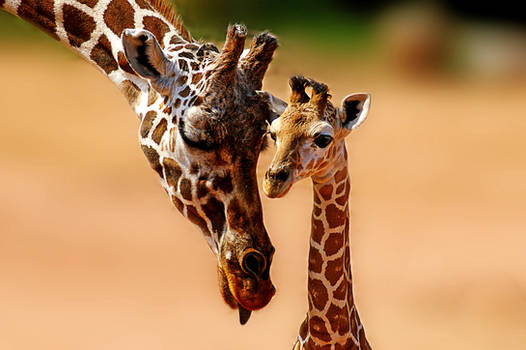 Giraffe family