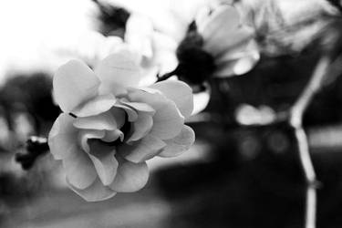 Black and White Flower