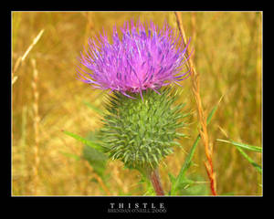 Thistle