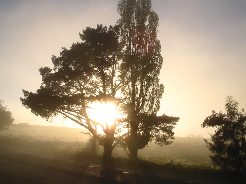 Light Through Tree by nasua99 on DeviantArt