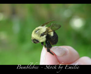 Bumblebee Stock