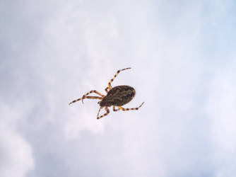 spider on the sky