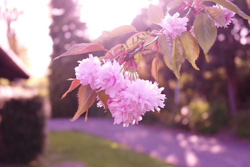 Sakura