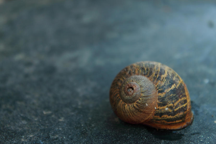 Snail