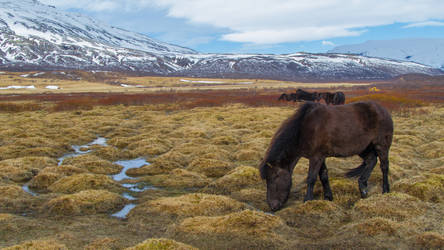 Icelandic Horses