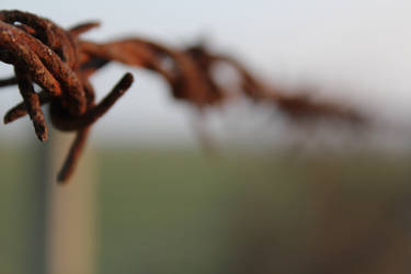 Macro rusted barbed wire
