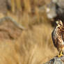 Aguila Cordobesa