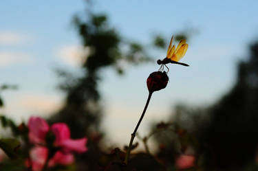 Landing in a rose