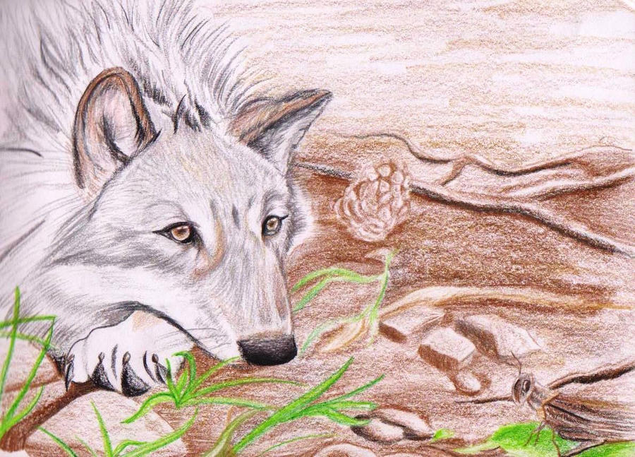 Realistic Wolf with Colored Pencils by wolfsonia1 on DeviantArt