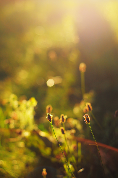 Wayside Flowers