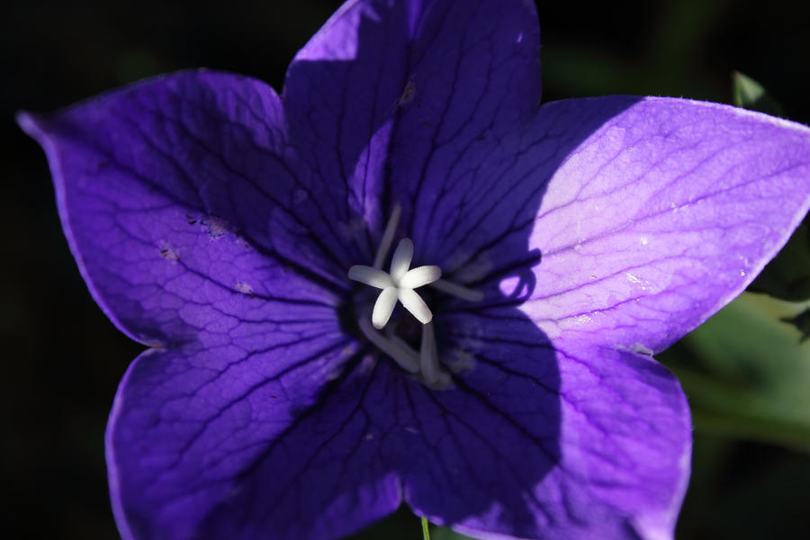 Purple flower