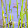 Froggy in Green