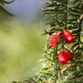 Red berries in autumn