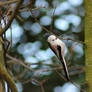 Long-tailed tit