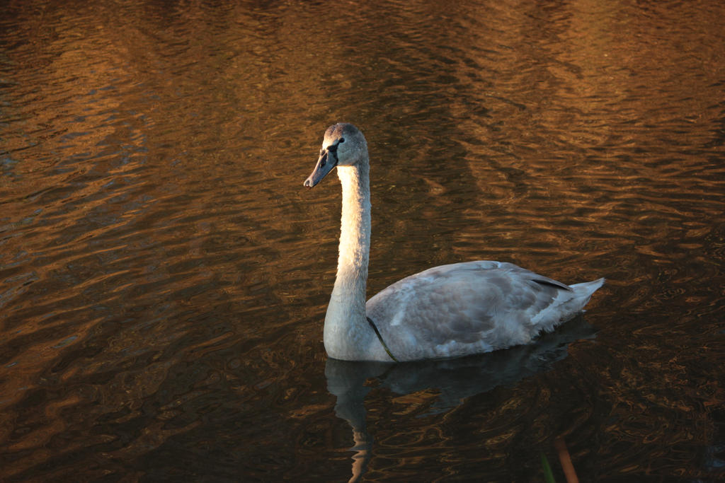 Juvenile swan