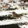 Little beauty in the snow