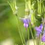 Lively flowers in green