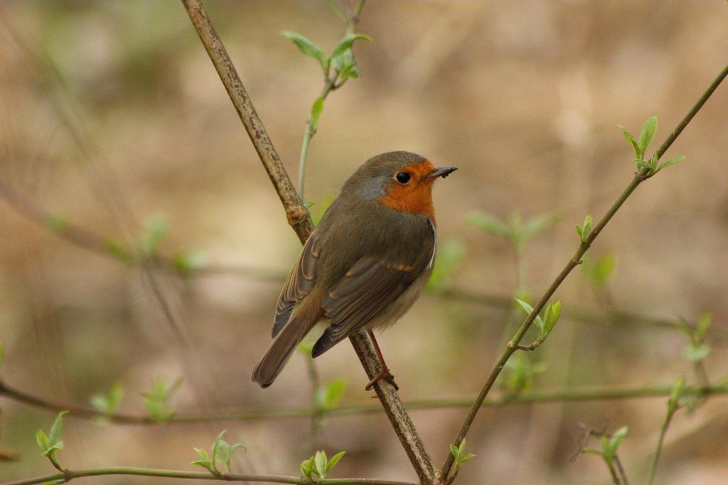 Kindhearted Robin by JetteReitsma