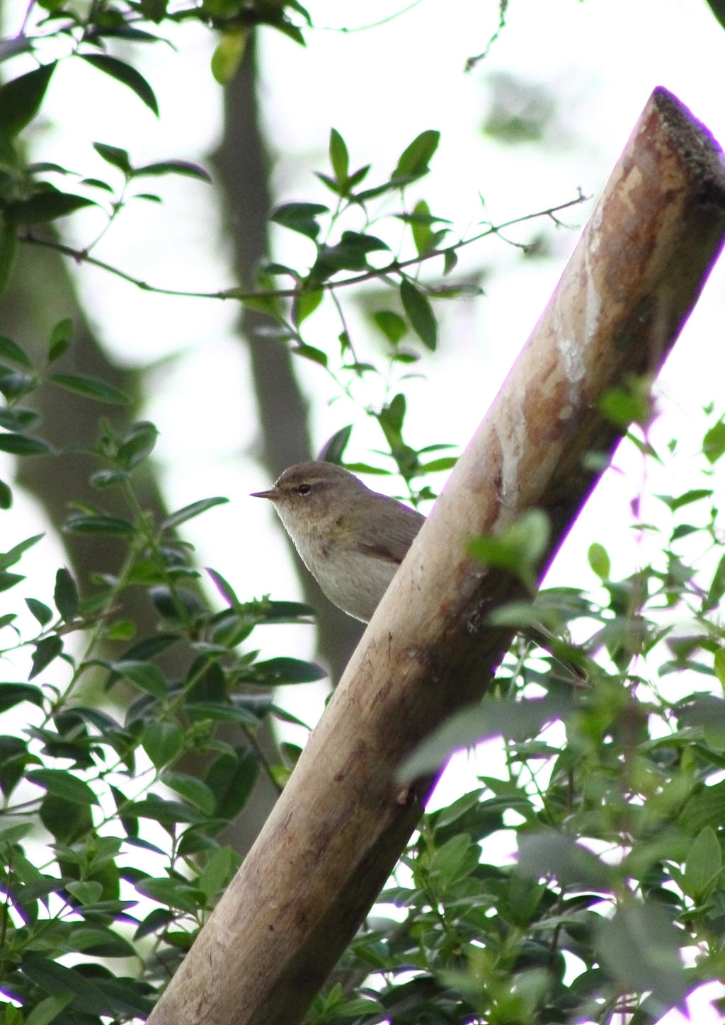 Chiff chaff