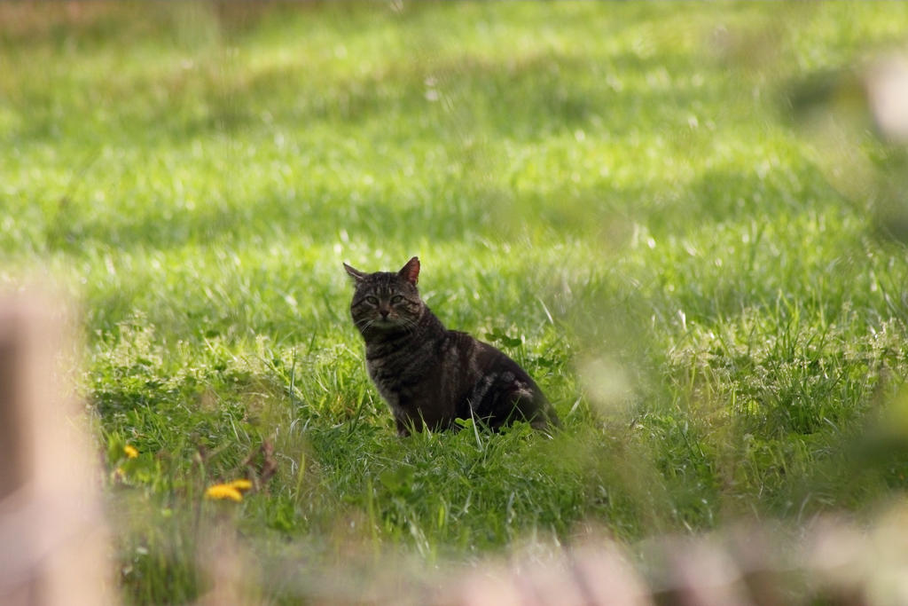 Sitting in the meadow