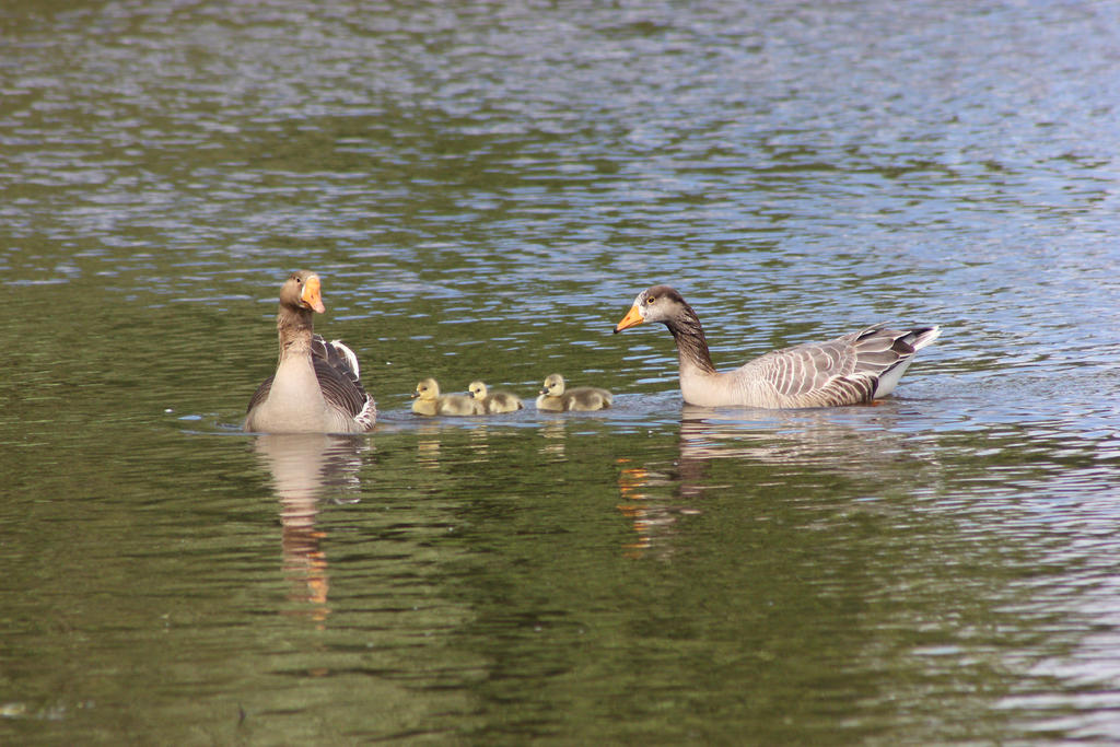 The Grey Geese Family - II