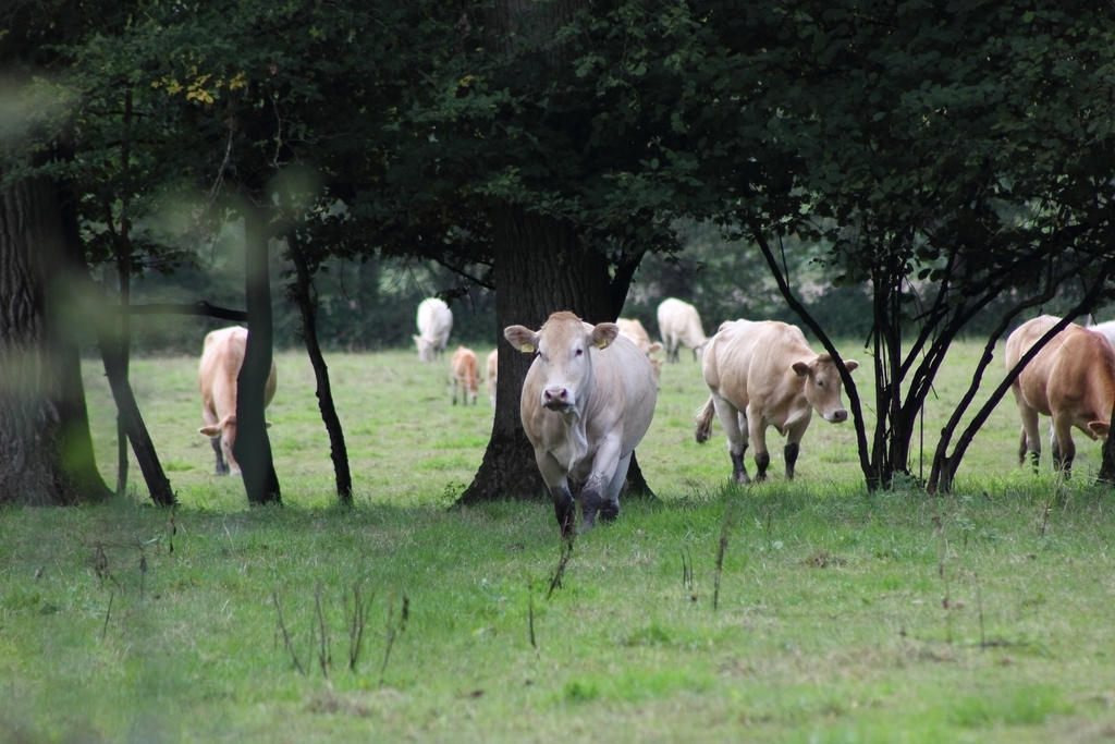 Cows on the meadow