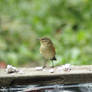 Chaffinch - 3