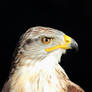 Ferruginous hawk