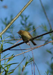 Scratching chiffchaff