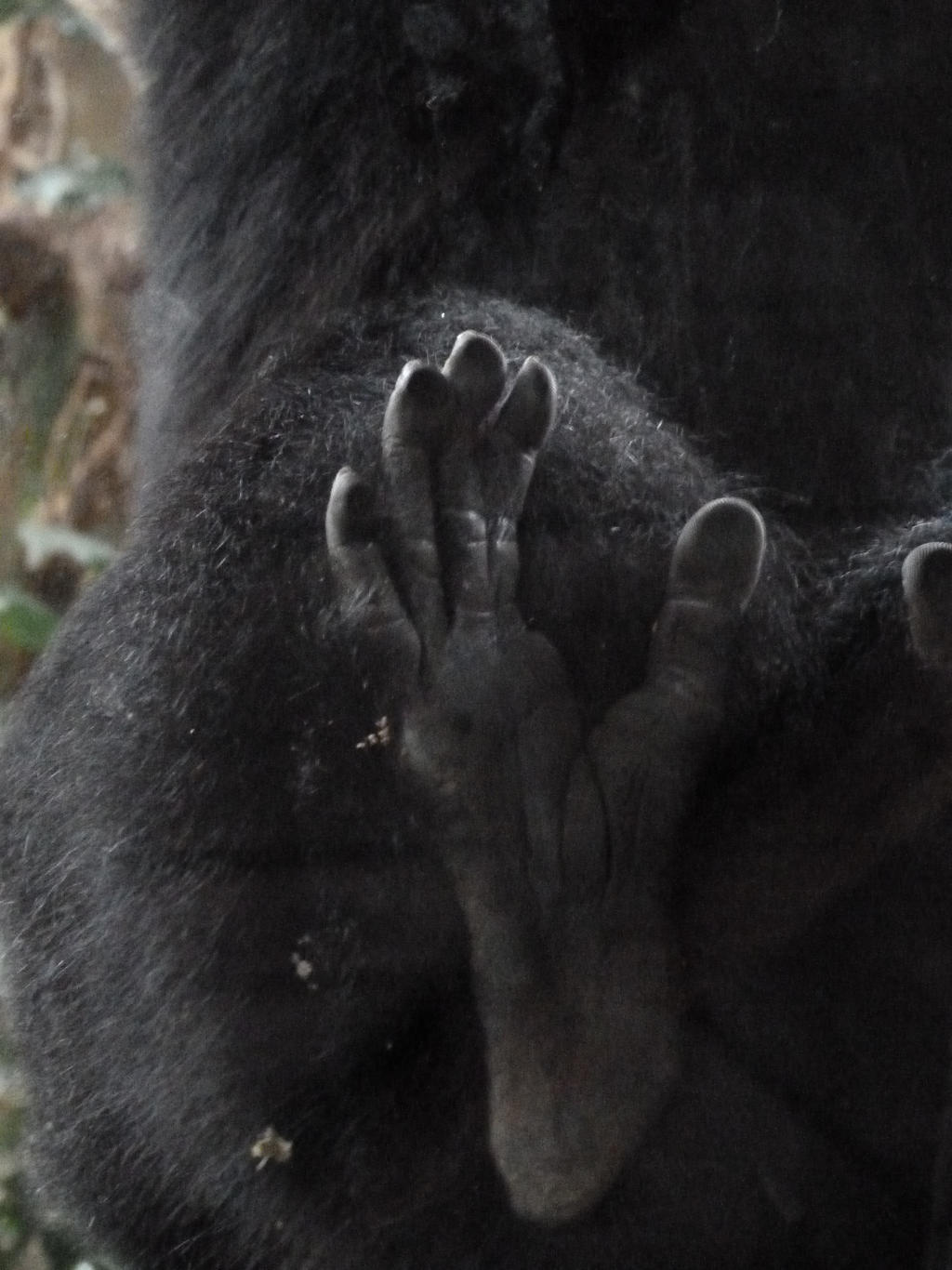 Primate Foot primate foot by Kezwalker on DeviantArt