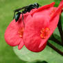 insect
