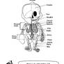 Doctor Mario's Anatomy Coloring Book Page 4