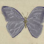 Papillon v881