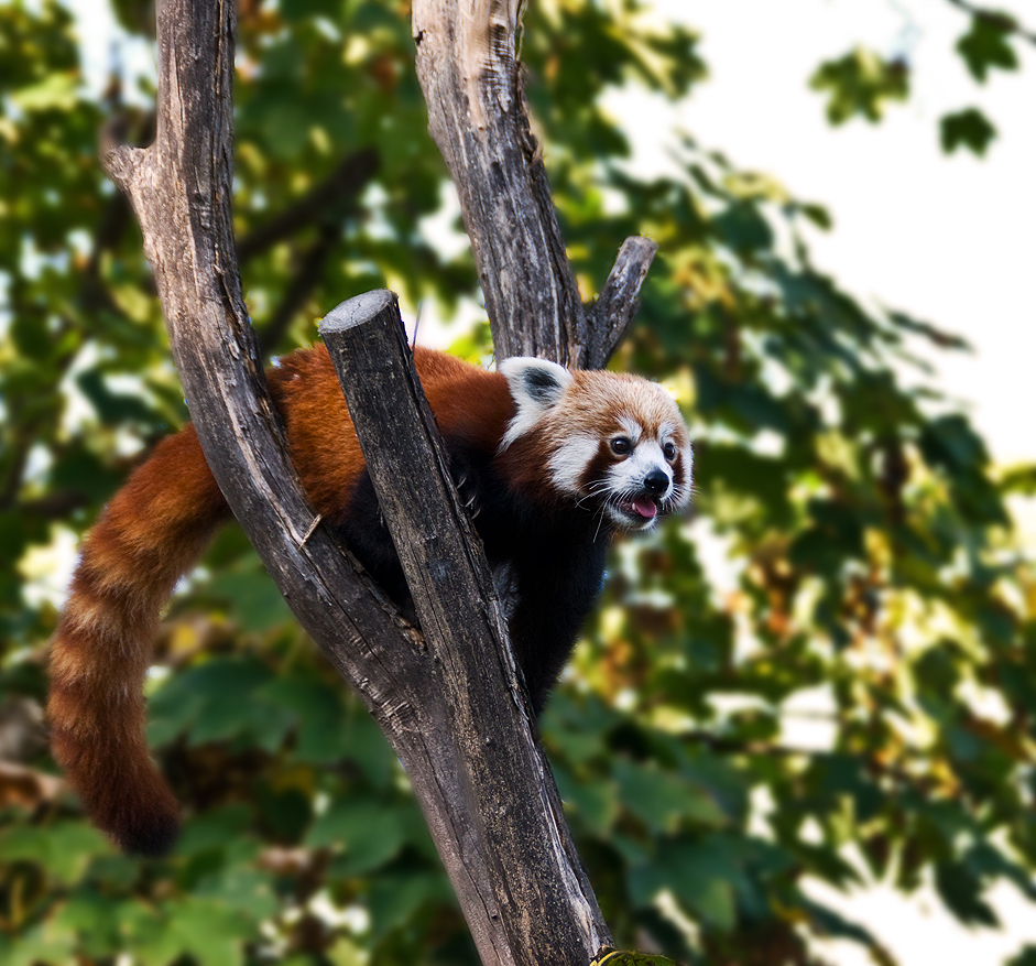 Red Panda II
