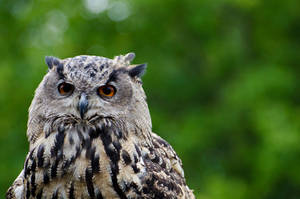 eagle owl 001