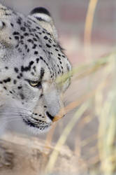 snow leopard