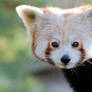 Red Panda V