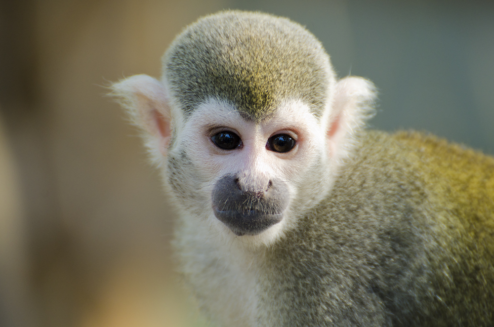 squirrel monkey I