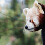 Red Panda VI