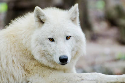 Arctic Wolf