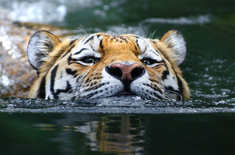 to go for a swim