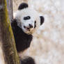 Fu Bao