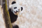 Fu Bao by werram