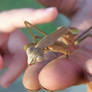 Preying Mantis 2