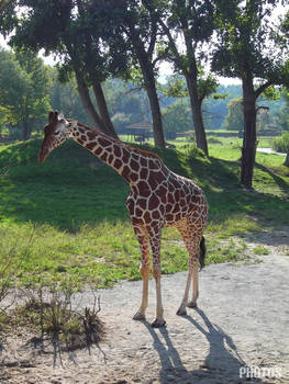 ZOO Dvur Kralove - Giraffe