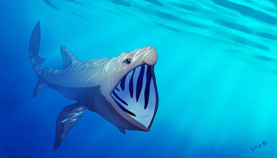 SHARK WEEK '13: Basking Shark