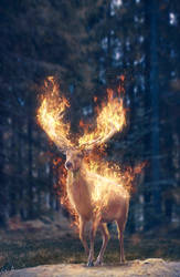 Deer on Fire