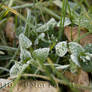 Frosted petals