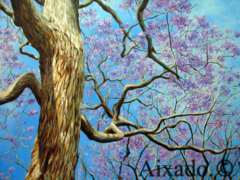 jacaranda