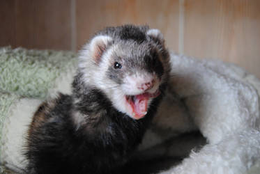 Tired ferret